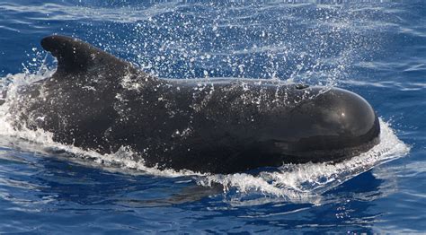 pilot whalw|pilot whale wiki.